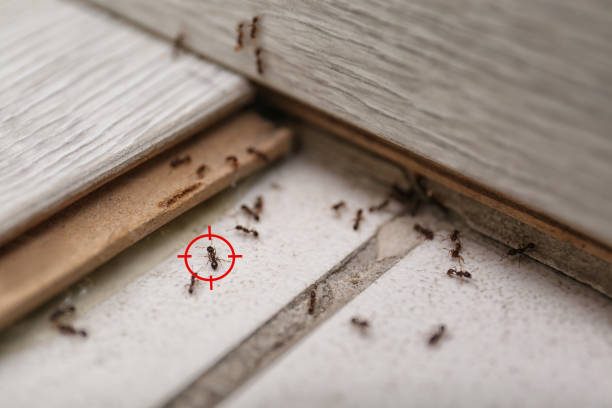 Pest Prevention Services in Chevy Chase Heights, PA