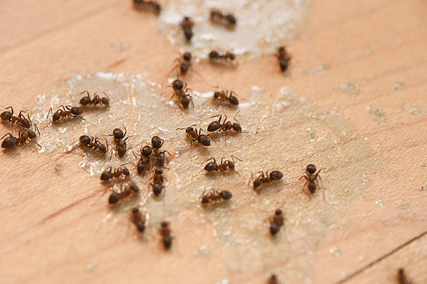 Best Exterminator Services  in Chevy Chase Heights, PA