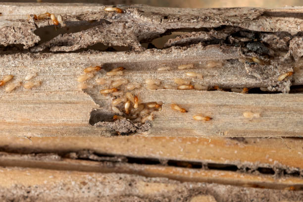 Best Residential Pest Control  in Chevy Chase Heights, PA